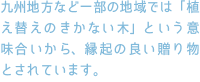 九州地方など一部の地域では「植え替えのきかない木」という意味合いから、縁起の良い贈り物とされています。